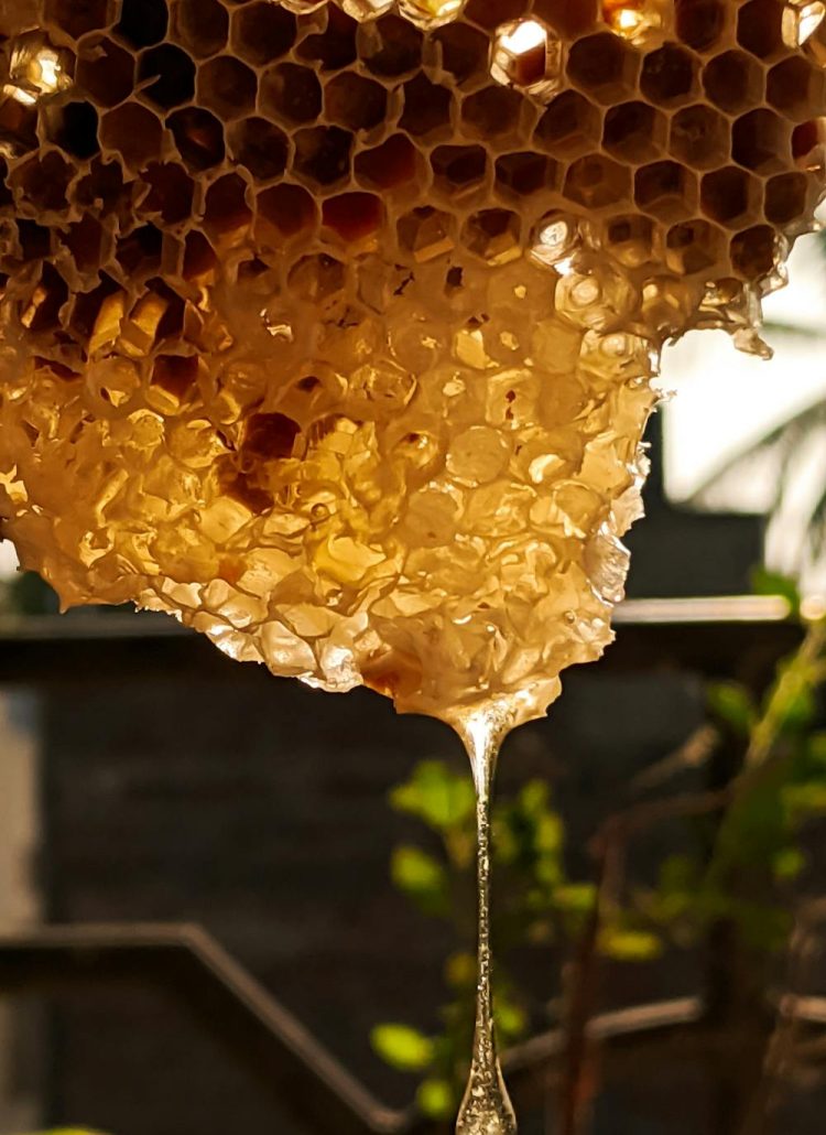 When & How to Harvest Honey for Maximum Yield and Quality