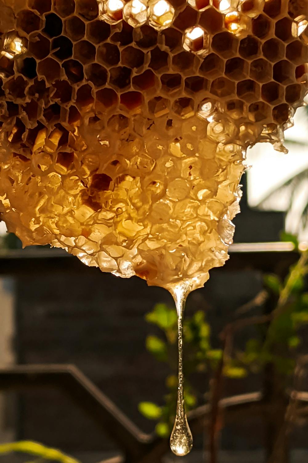 When & How to Harvest Honey for Maximum Yield and Quality