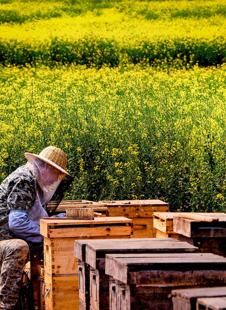A Beekeeper's Guide to Feeding Bees: When, Why, and How