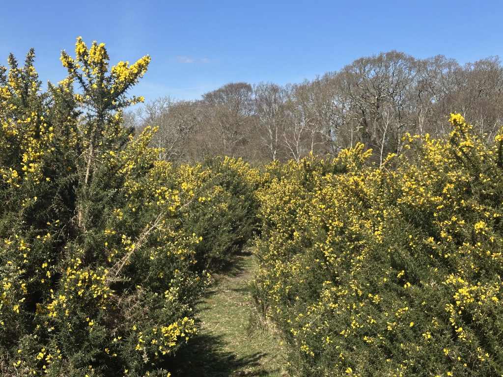Gorse in March on the New Forest heath.