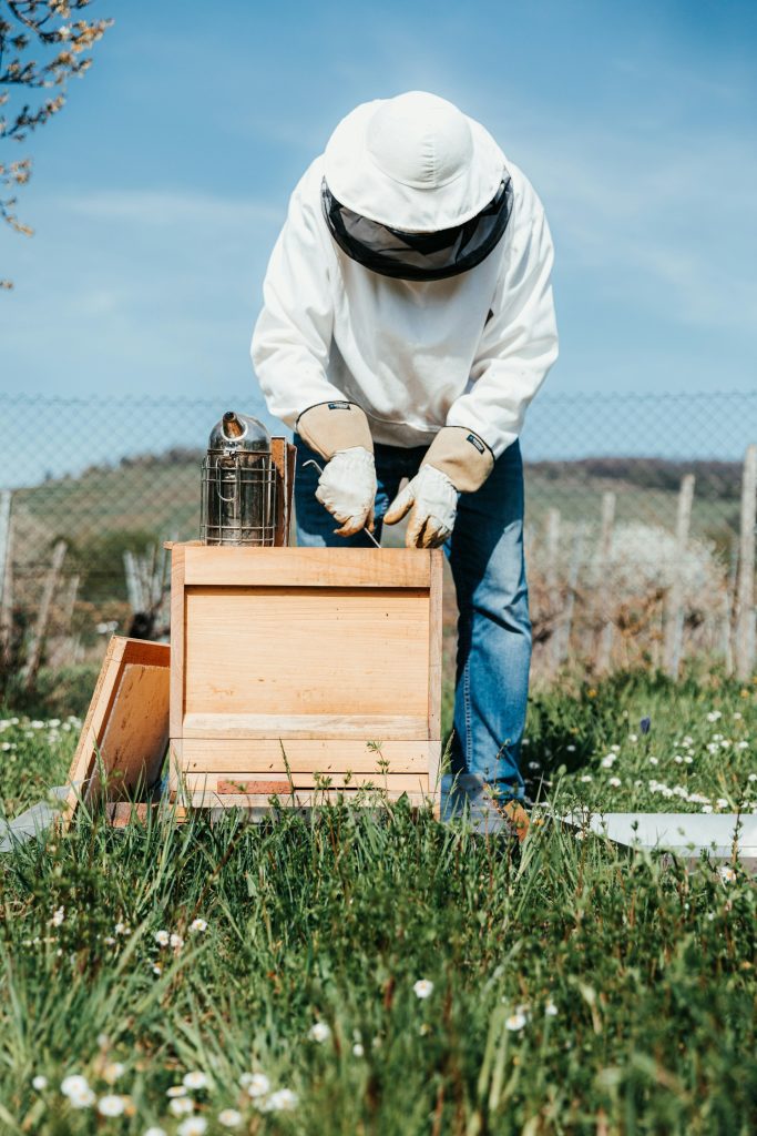 7 Reasons You Should Start Beekeeping Today