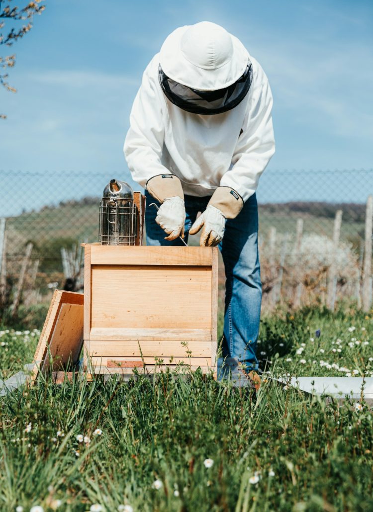 7 Reasons You Should Start Beekeeping Today