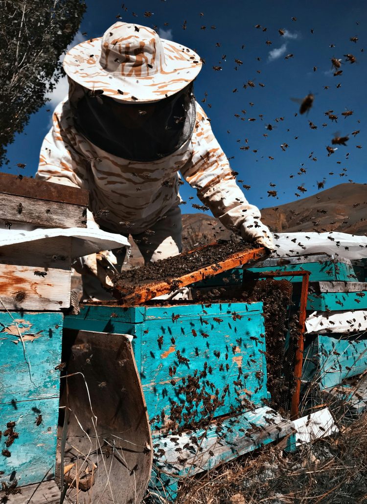 Bee Sting 101: What to Do When You're Stung and How to Reduce the Swelling