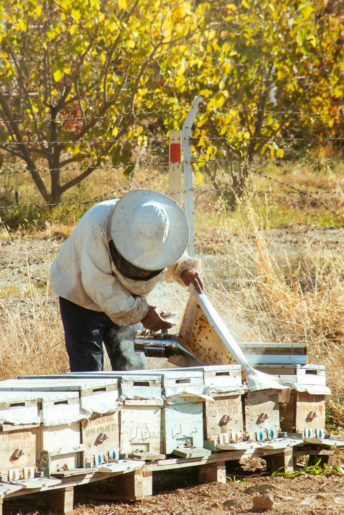 How to Start a Beehive in Your Backyard