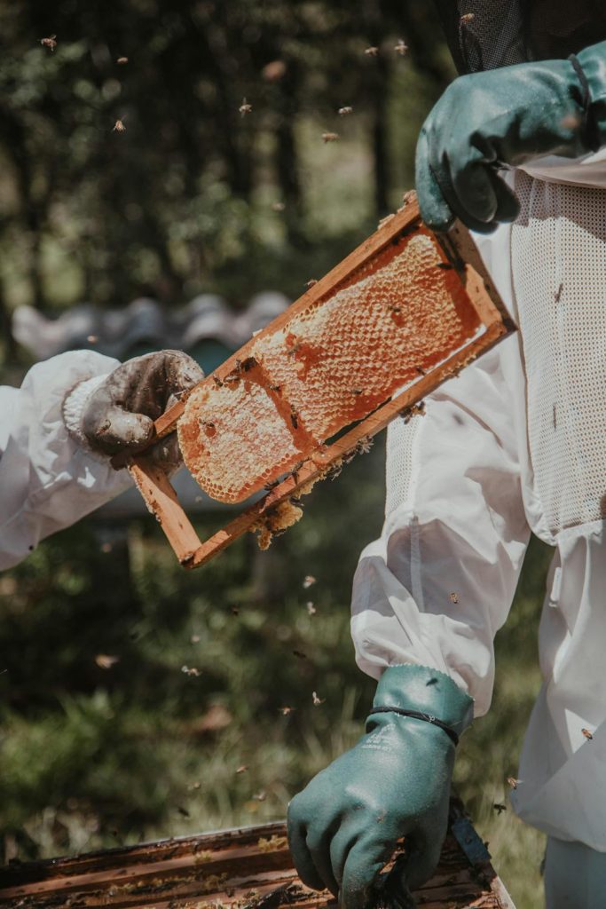 Queenless Hive: Signs, Causes & What to Do Next
