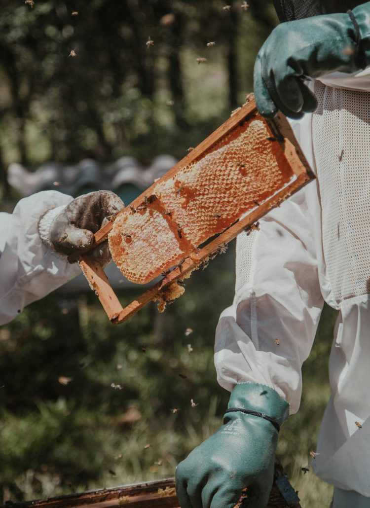 Queenless Hive: Signs, Causes & What to Do Next