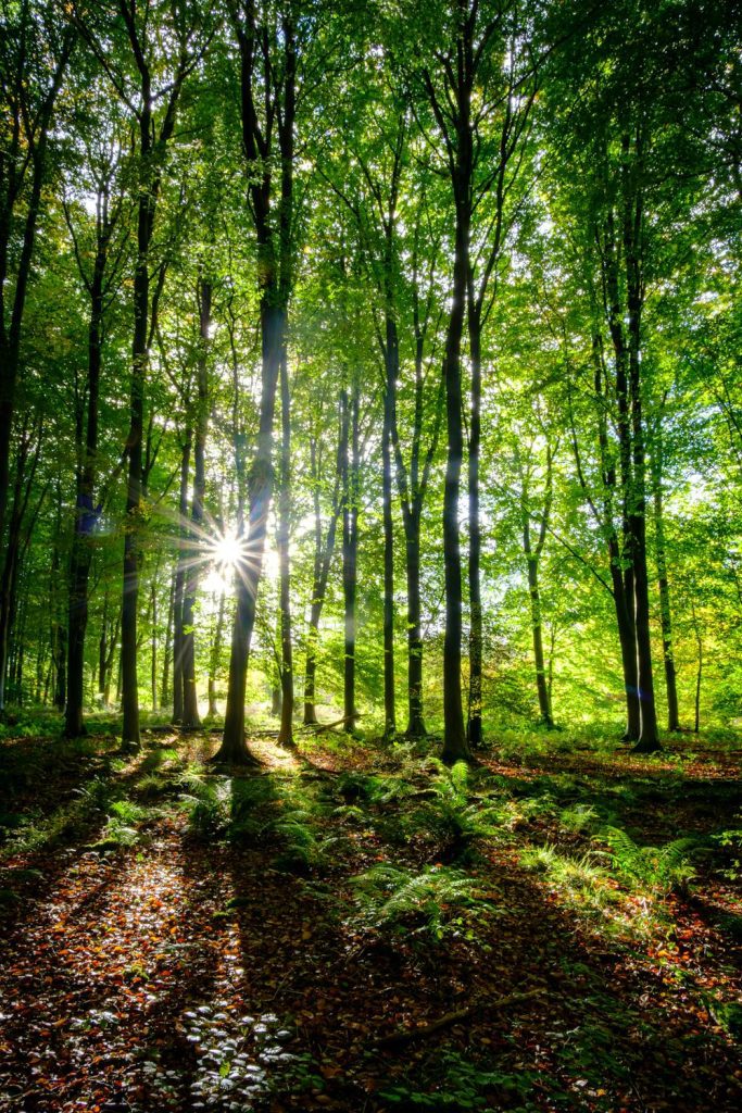 10+ Unique Plants and Wildflowers of the New Forest: A Local's Guide
