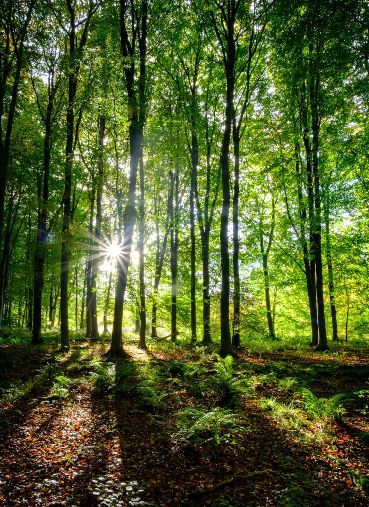 10+ Unique Plants and Wildflowers of the New Forest: A Local’s Guide