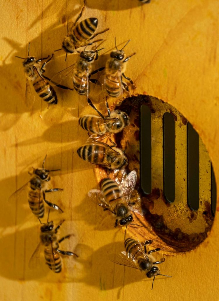 What Makes the Queen Bee So Special?