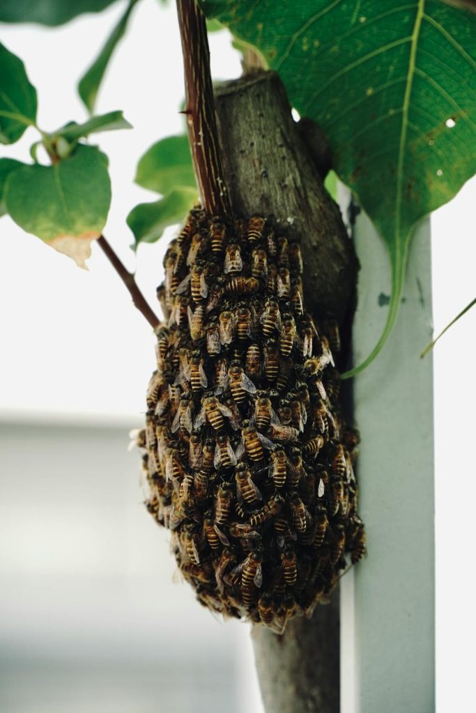 How to Catch and Install a Honey Bee Swarm