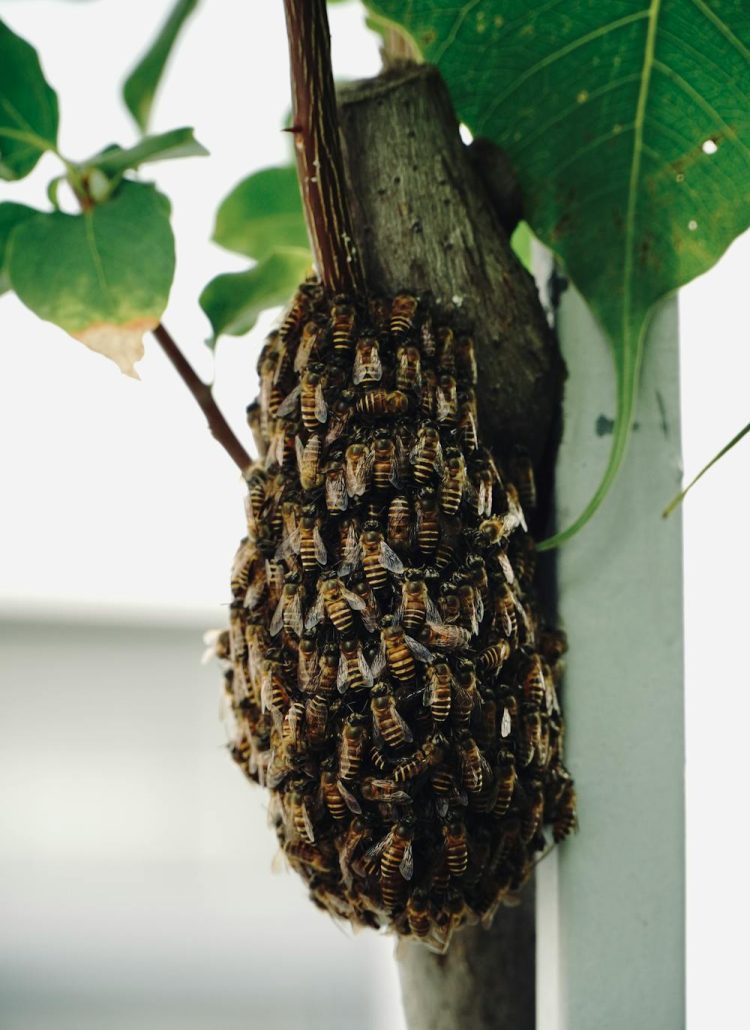 How to Catch and Install a Honey Bee Swarm