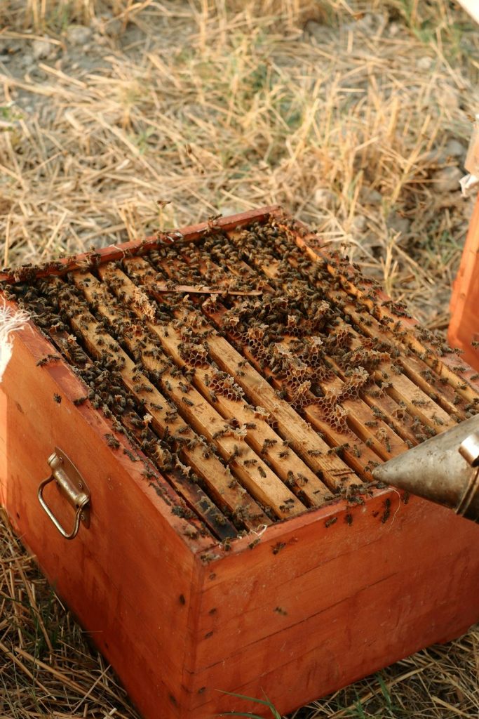Worker Bees and Hive Management: What Every Beekeeper Should Know