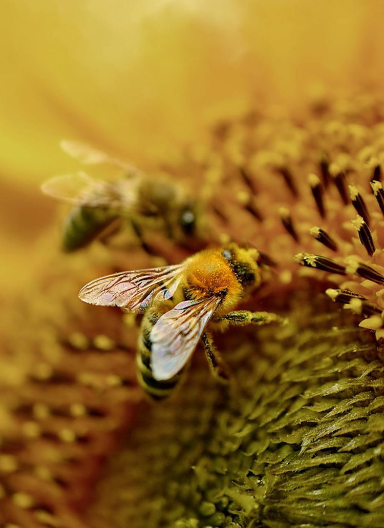 Best Flowers for Bees: A Beekeeper's Guide for a Bee-Friendly Garden