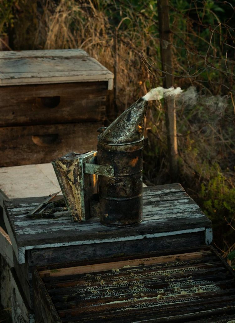 Beekeeping Starter Kits: What Every Beginner Needs to Get Started