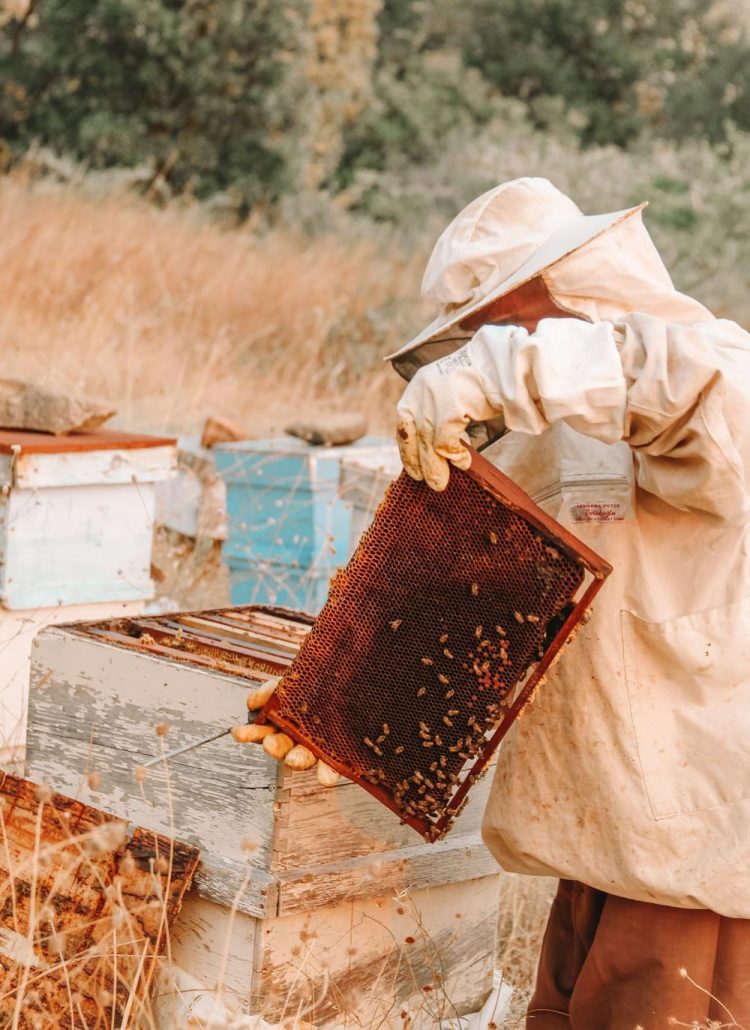 How to Harvest Honeycomb Without Damaging Your Hive: A Complete Guide