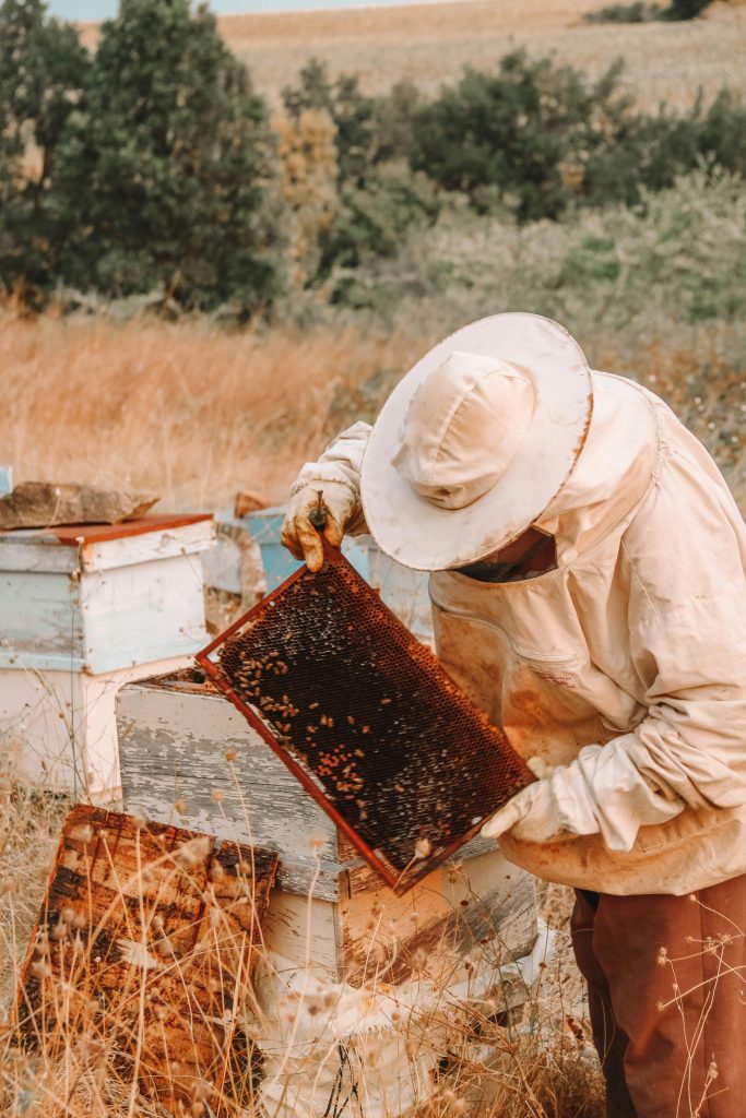 Why Langstroth Hives Are the Ideal Choice for Beginner Beekeepers: 6 Reasons