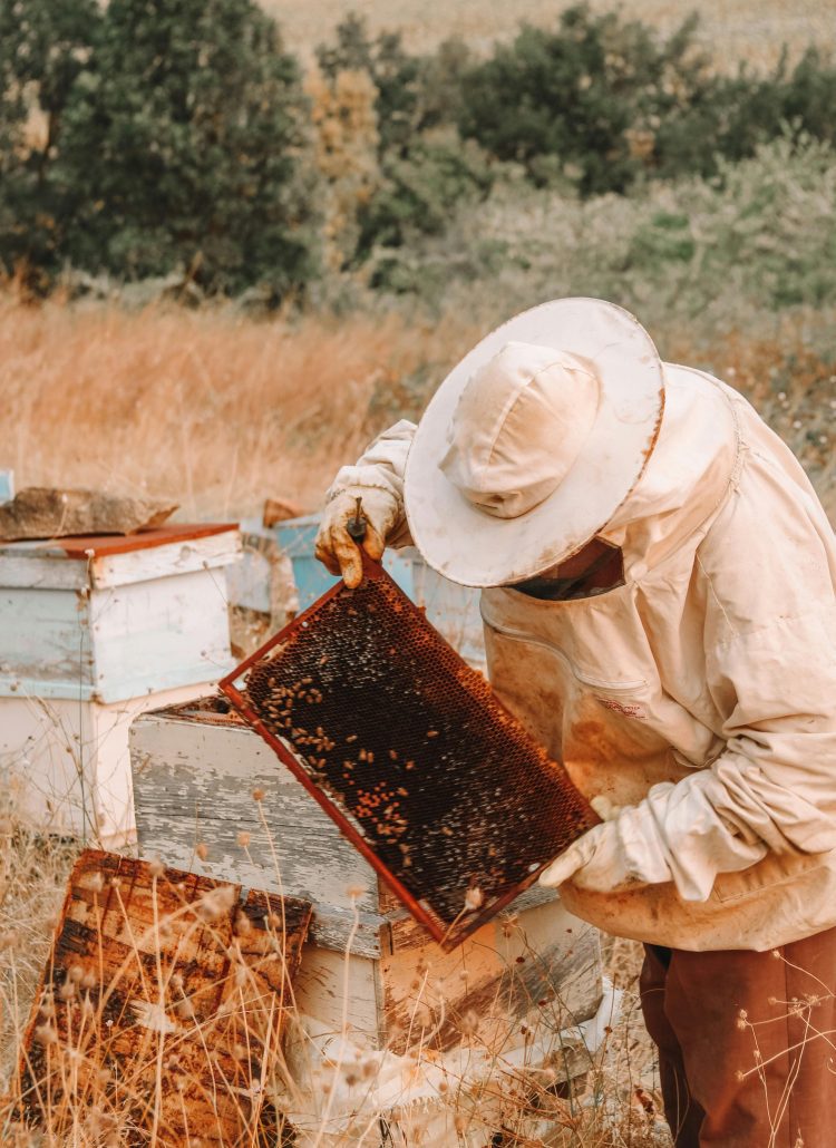 Why Langstroth Hives Are the Ideal Choice for Beginner Beekeepers: 6 Reasons