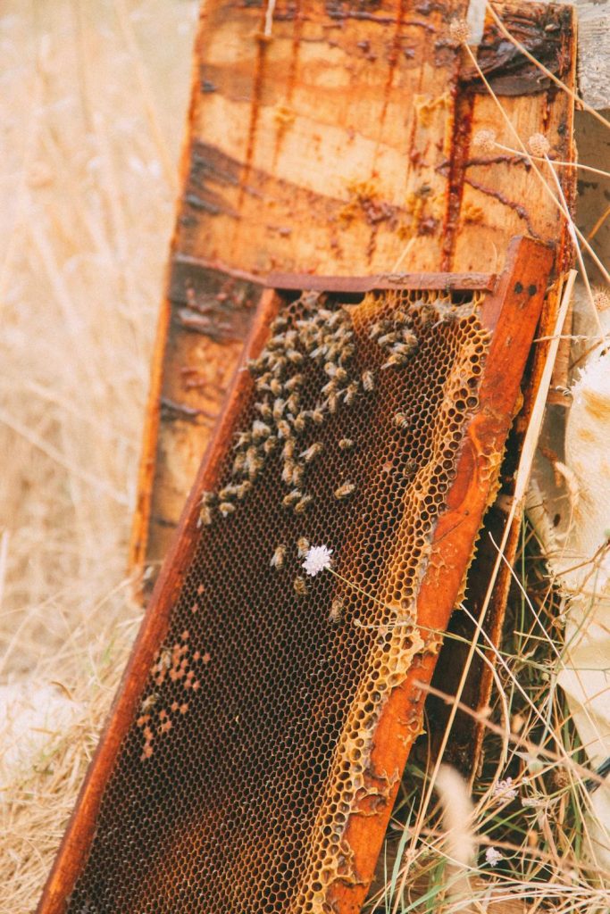 8 Common Bee Diseases & How to Prevent Them: A Beekeeper's Guide