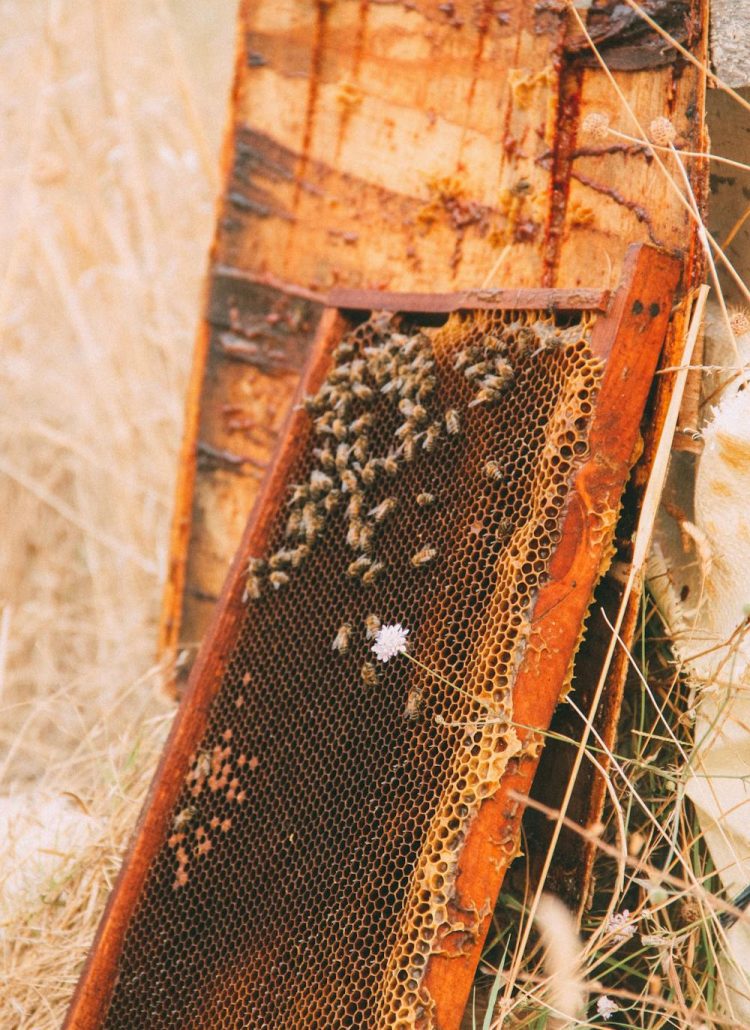 8 Common Bee Diseases & How to Prevent Them: A Beekeeper's Guide