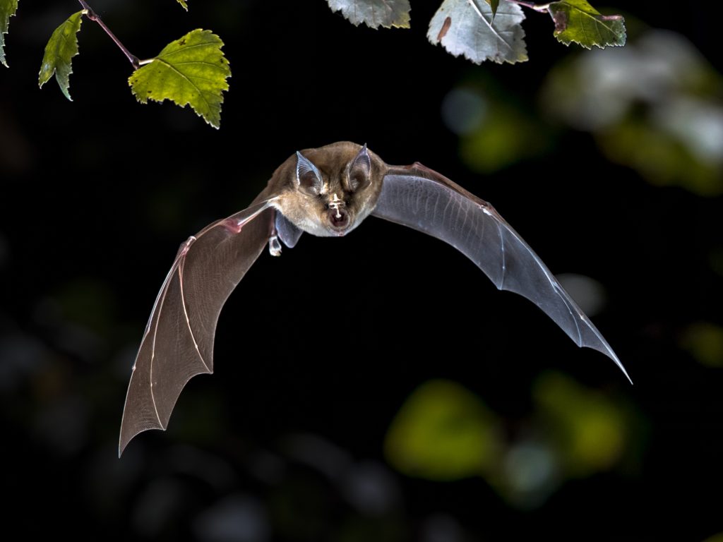 Displays a bat flying at night