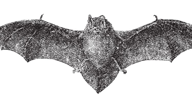 Bats: The Hidden Helpers of The New Forest
