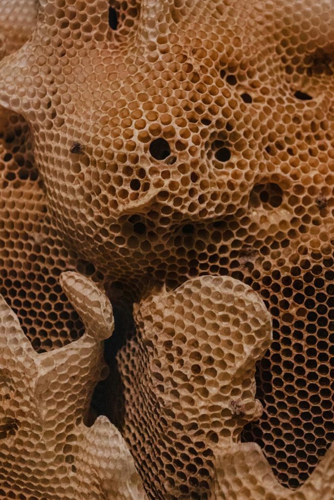 How Do Bees Build Perfect Honeycomb?