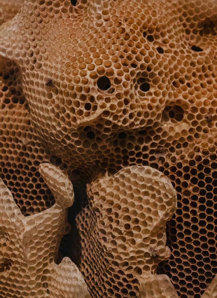 How Do Bees Build Perfect Honeycomb?