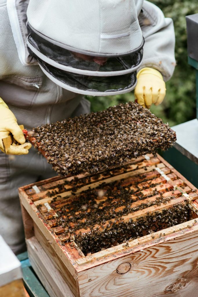 How to Choose the Right Bee Species for Your Apiary