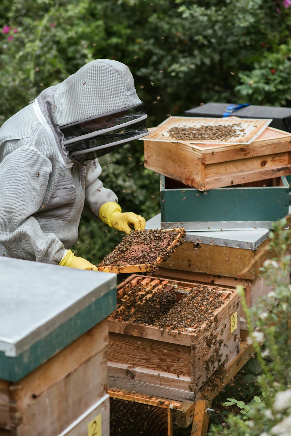 How to become a beekeeper