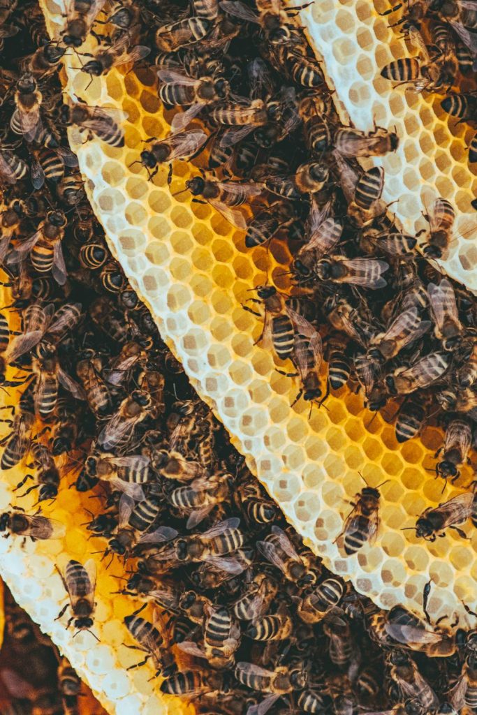 What Do Worker Bees Actually Do?
