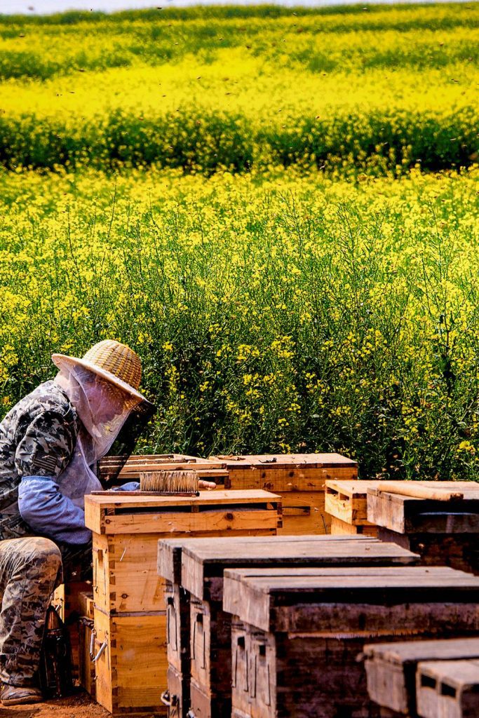 A Beekeeper's Guide to Feeding Bees: When, Why, and How