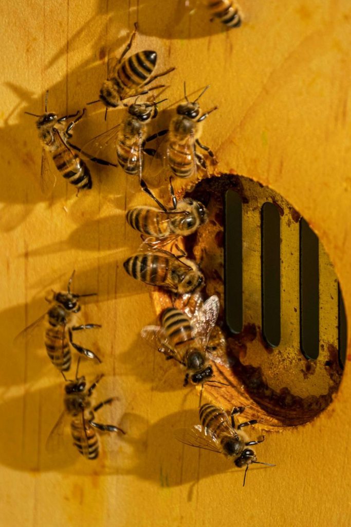 What Makes the Queen Bee So Special?