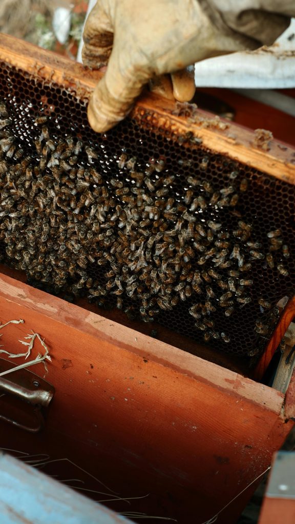 5 Do’s and 5 Don’ts of Beekeeping: How to Care for Bees the Right Way