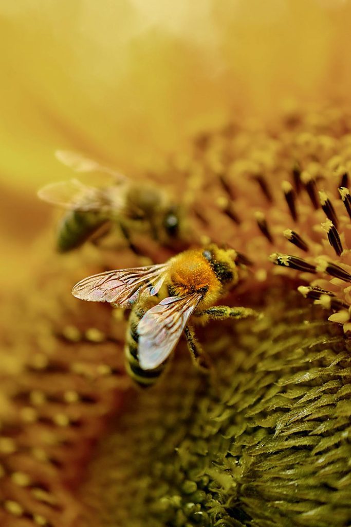 Best Flowers for Bees: A Beekeeper's Guide for a Bee-Friendly Garden