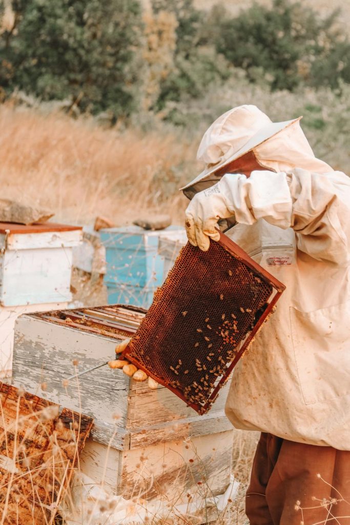 How to Harvest Honeycomb Without Damaging Your Hive: A Complete Guide