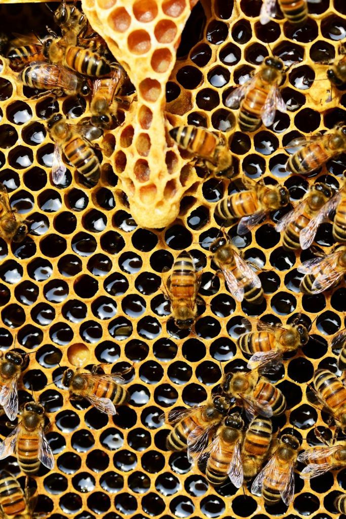 Propolis vs. Honey: Which One Should You Choose?