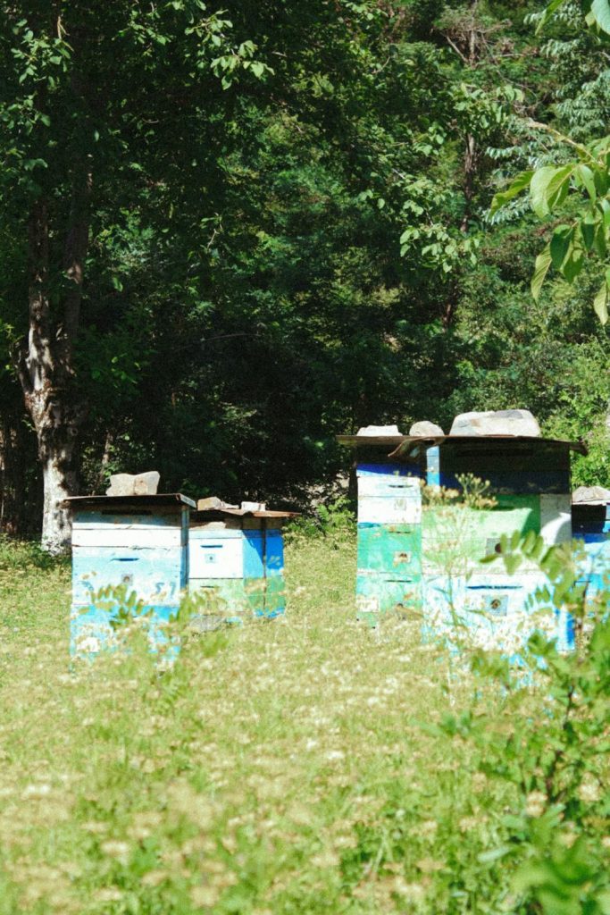 Spring Beekeeping Guide: Key Steps for a Healthy Hive