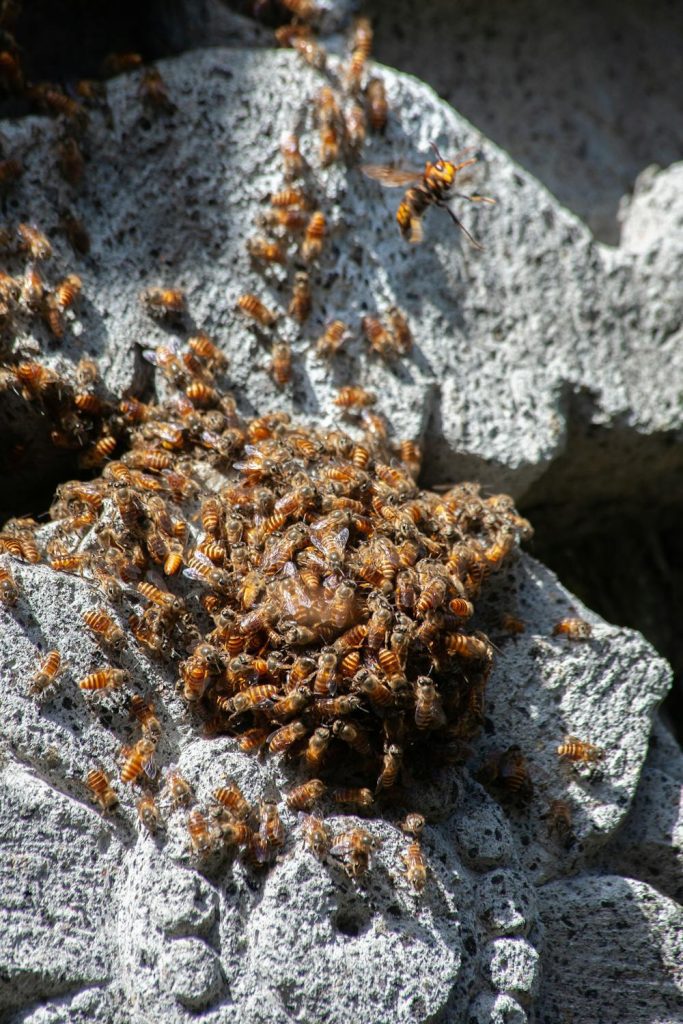The Mystery of Drone Bees