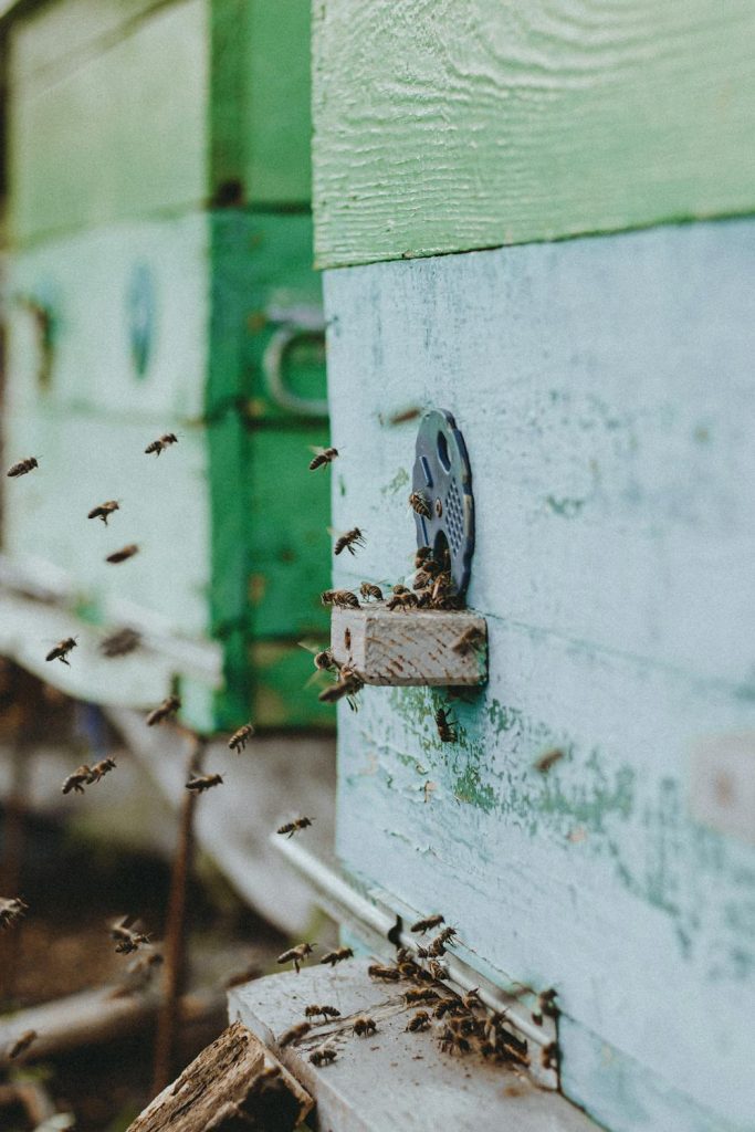 7 Places to Keep Bees Without a Backyard